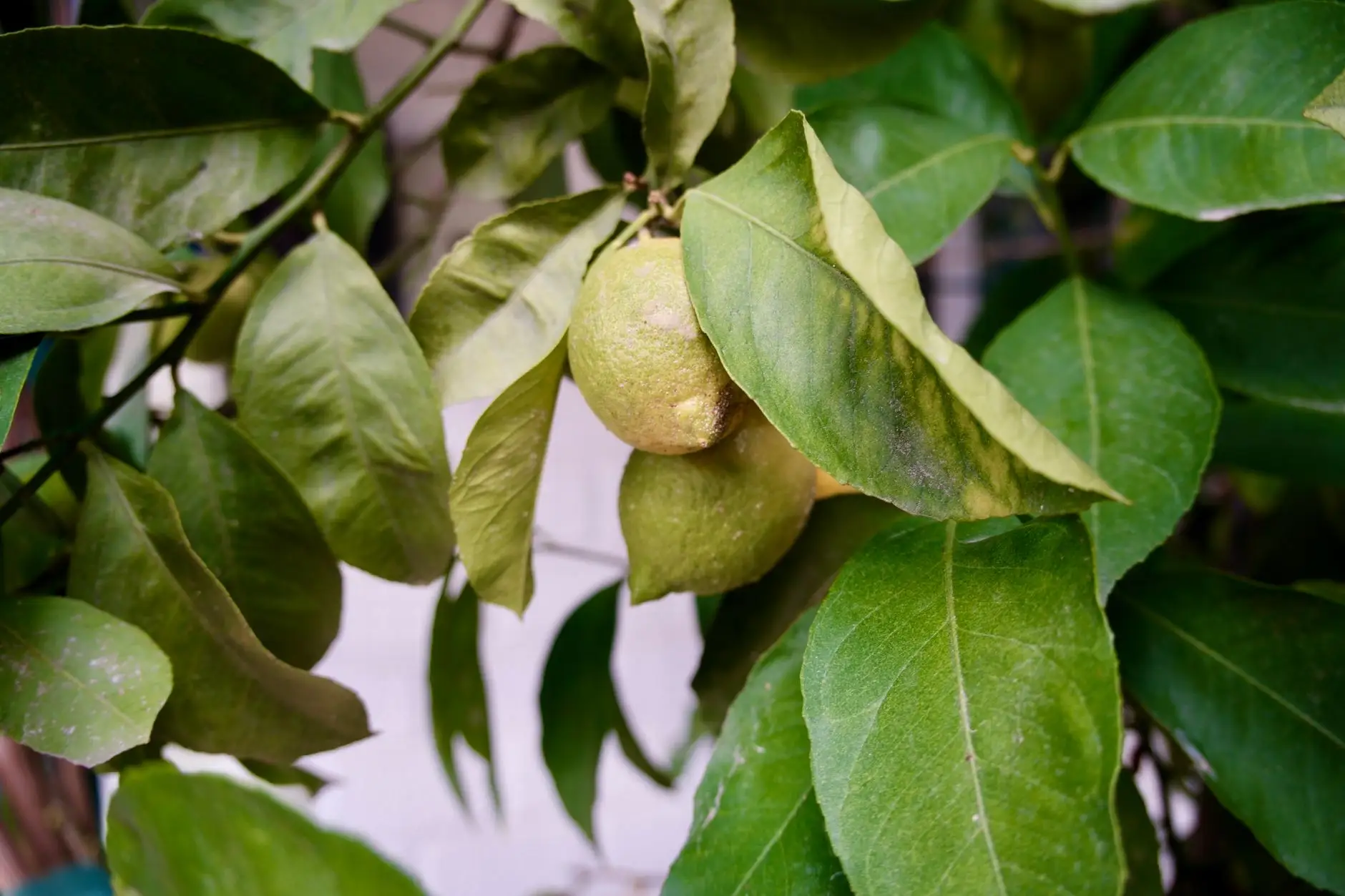 重庆制造企业如何通过高强度塑料周转筐实现产线规范化管理